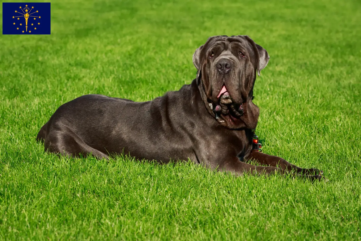 Read more about the article Mastino Napoletano breeders and puppies in Indiana