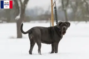 Read more about the article Mastino Napoletano breeders and puppies in Iowa