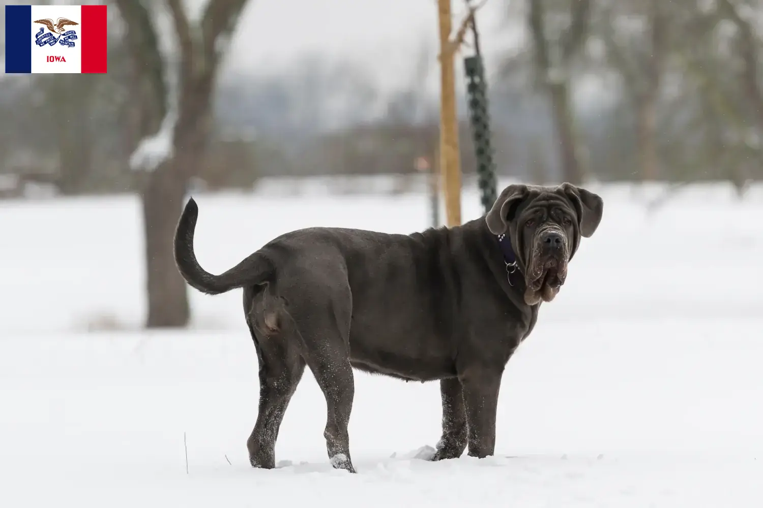 Mastino Napoletano puppies and breeders Iowa Find Mastino Napoletanos breeders in Iowa.