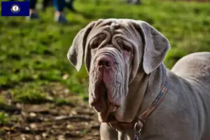 Read more about the article Mastino Napoletano breeders and puppies in Kentucky