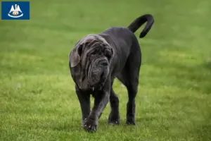 Read more about the article Mastino Napoletano breeders and puppies in Louisiana