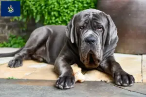 Read more about the article Mastino Napoletano breeders and puppies in Maine