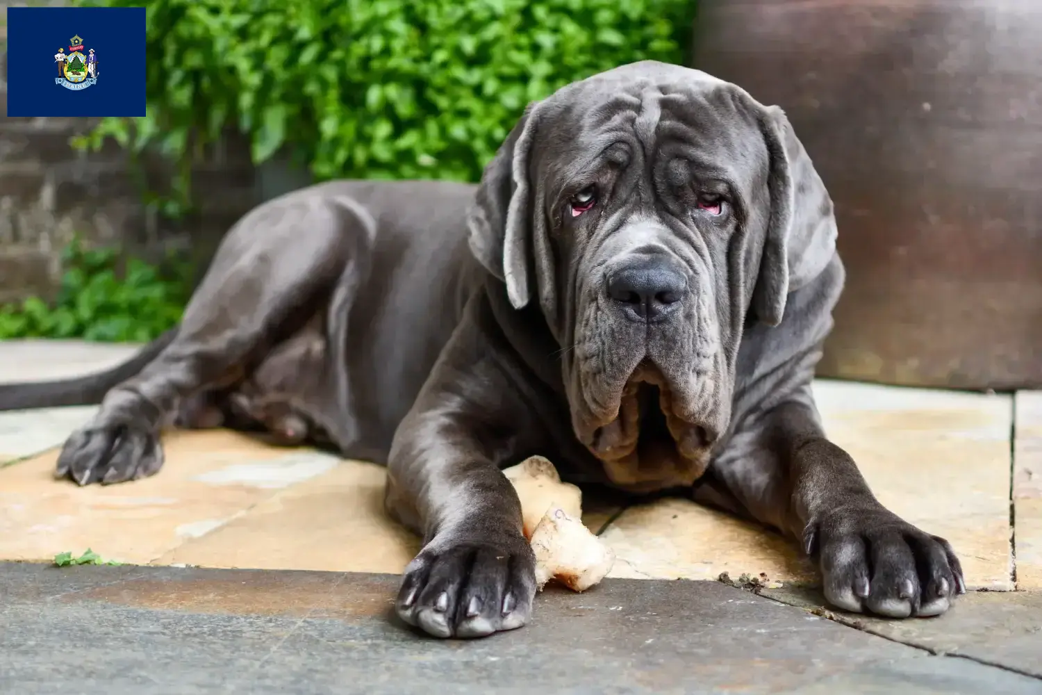 Mastino Napoletano puppies and breeders Maine Find Mastino Napoletanos breeders in Maine.