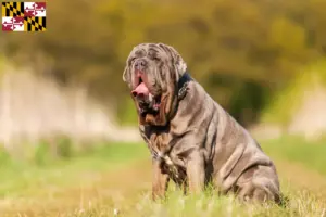 Read more about the article Mastino Napoletano breeders and puppies in Maryland