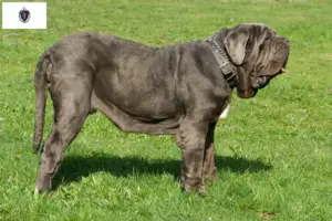 Read more about the article Mastino Napoletano breeders and puppies in Massachusetts