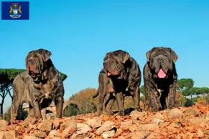 Read more about the article Mastino Napoletano breeders and puppies in Michigan