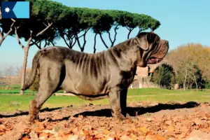 Read more about the article Mastino Napoletano breeders and puppies in Minnesota