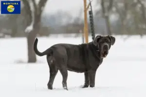 Read more about the article Mastino Napoletano breeders and puppies in Montana
