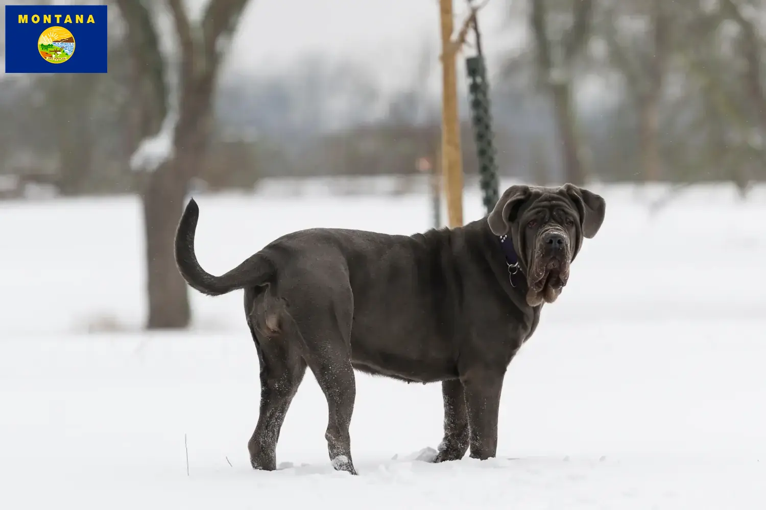 Mastino Napoletano puppies and breeder Montana Find Mastino Napoletanos breeders in Montana.