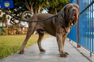 Read more about the article Mastino Napoletano breeders and puppies in Nebraska