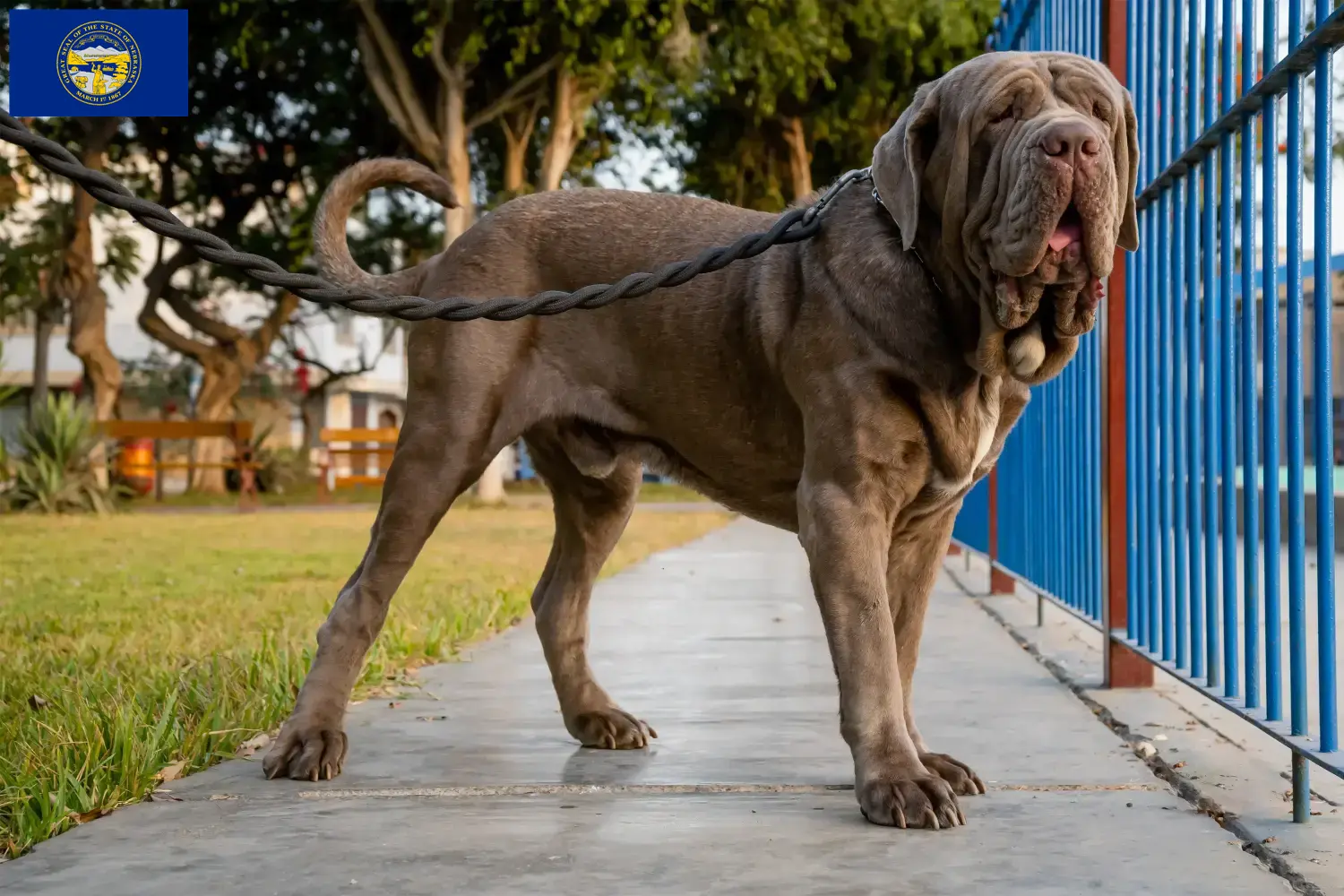 Mastino Napoletano puppies and breeders Nebraska Find Mastino Napoletanos breeders in Nebraska.