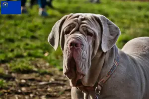 Read more about the article Mastino Napoletano breeders and puppies in Nevada