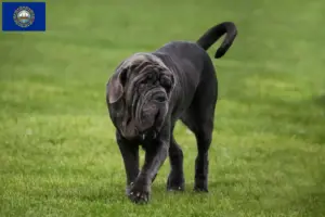 Read more about the article Mastino Napoletano breeders and puppies in New Hampshire