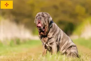 Read more about the article Mastino Napoletano breeders and puppies in New Mexico