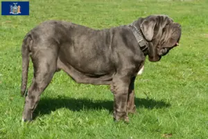 Read more about the article Mastino Napoletano breeders and puppies in New York