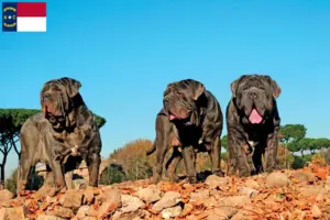 Read more about the article Mastino Napoletano breeders and puppies in North Carolina