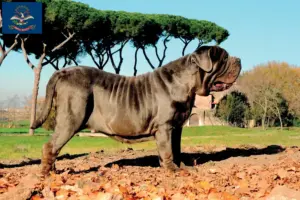 Read more about the article Mastino Napoletano breeders and puppies in North Dakota