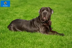 Read more about the article Mastino Napoletano breeders and puppies in Oklahoma