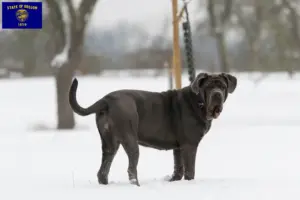 Read more about the article Mastino Napoletano breeders and puppies in Oregon