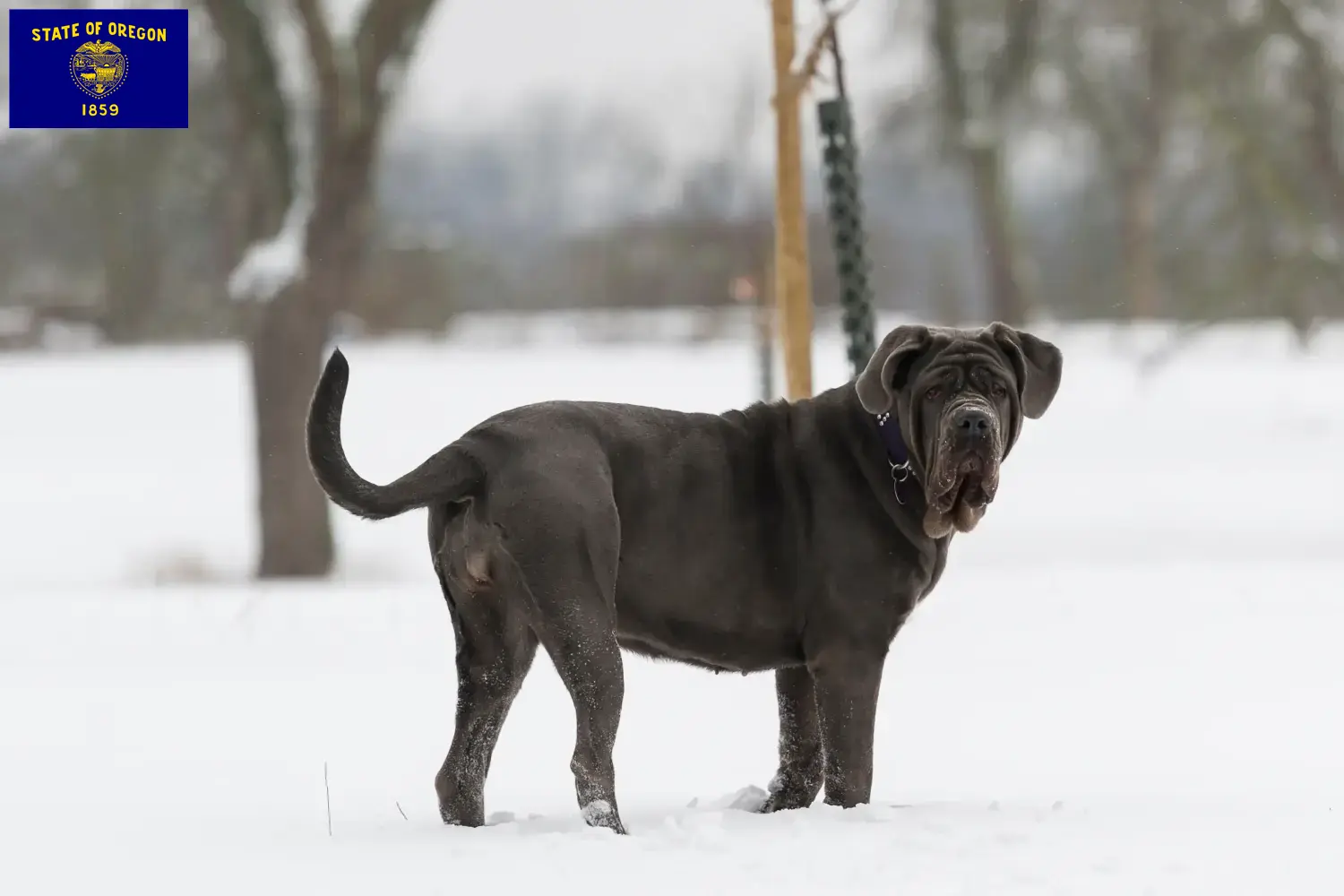 Mastino Napoletano puppies and breeders Oregon Find Mastino Napoletanos breeders in Oregon.
