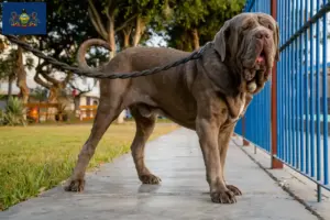 Read more about the article Mastino Napoletano breeders and puppies in Pennsylvania