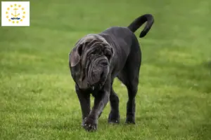 Read more about the article Mastino Napoletano breeders and puppies in Rhode Island