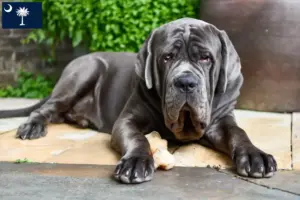 Read more about the article Mastino Napoletano breeders and puppies in South Carolina