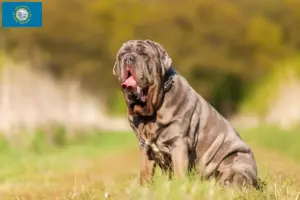 Read more about the article Mastino Napoletano breeders and puppies in South Dakota