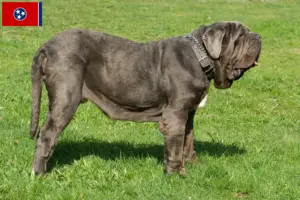 Read more about the article Mastino Napoletano breeders and puppies in Tennessee