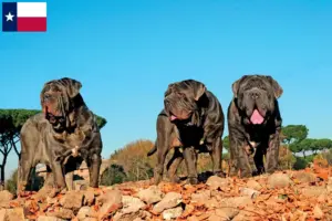Read more about the article Mastino Napoletano breeders and puppies in Texas