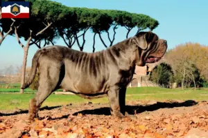 Read more about the article Mastino Napoletano breeders and puppies in Utah
