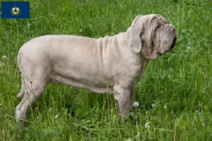 Read more about the article Mastino Napoletano breeders and puppies in Vermont
