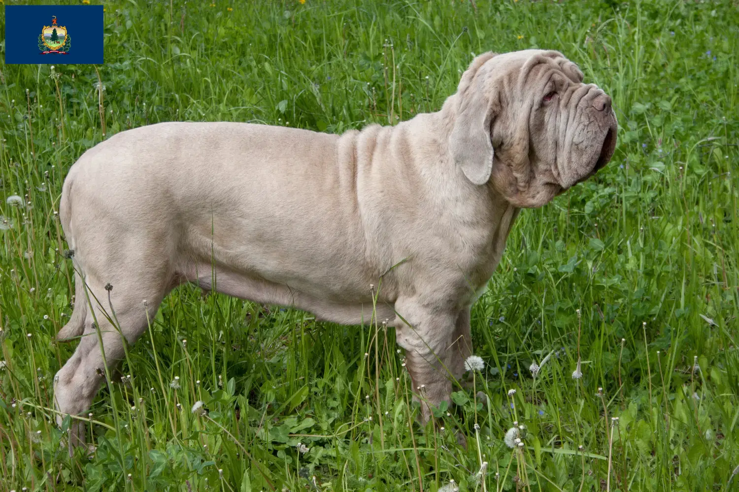 Mastino Napoletano puppies and breeders Vermont Find Mastino Napoletanos breeders in Vermont.