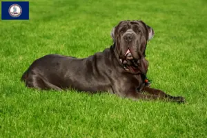 Read more about the article Mastino Napoletano breeders and puppies in Virginia
