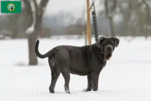 Read more about the article Mastino Napoletano breeders and puppies in Washington