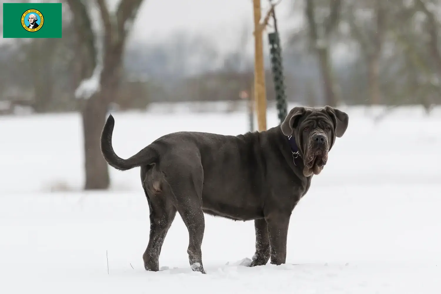 Read more about the article Mastino Napoletano breeders and puppies in Washington