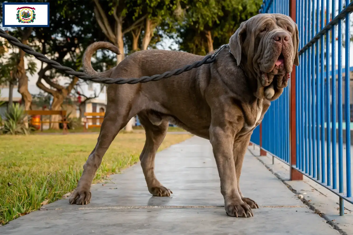 Read more about the article Mastino Napoletano breeders and puppies in West Virginia