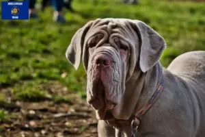 Read more about the article Mastino Napoletano breeders and puppies in Wisconsin