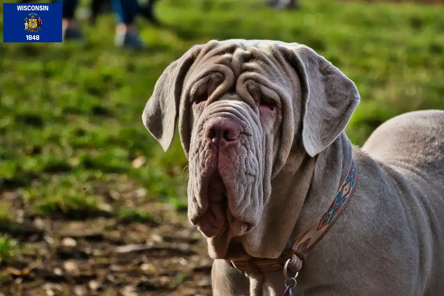 Read more about the article Mastino Napoletano breeders and puppies in Wisconsin