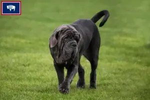 Read more about the article Mastino Napoletano breeders and puppies in Wyoming