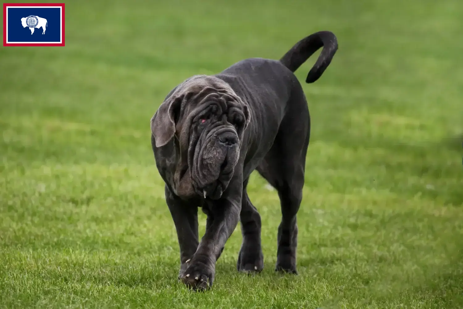 Read more about the article Mastino Napoletano breeders and puppies in Wyoming
