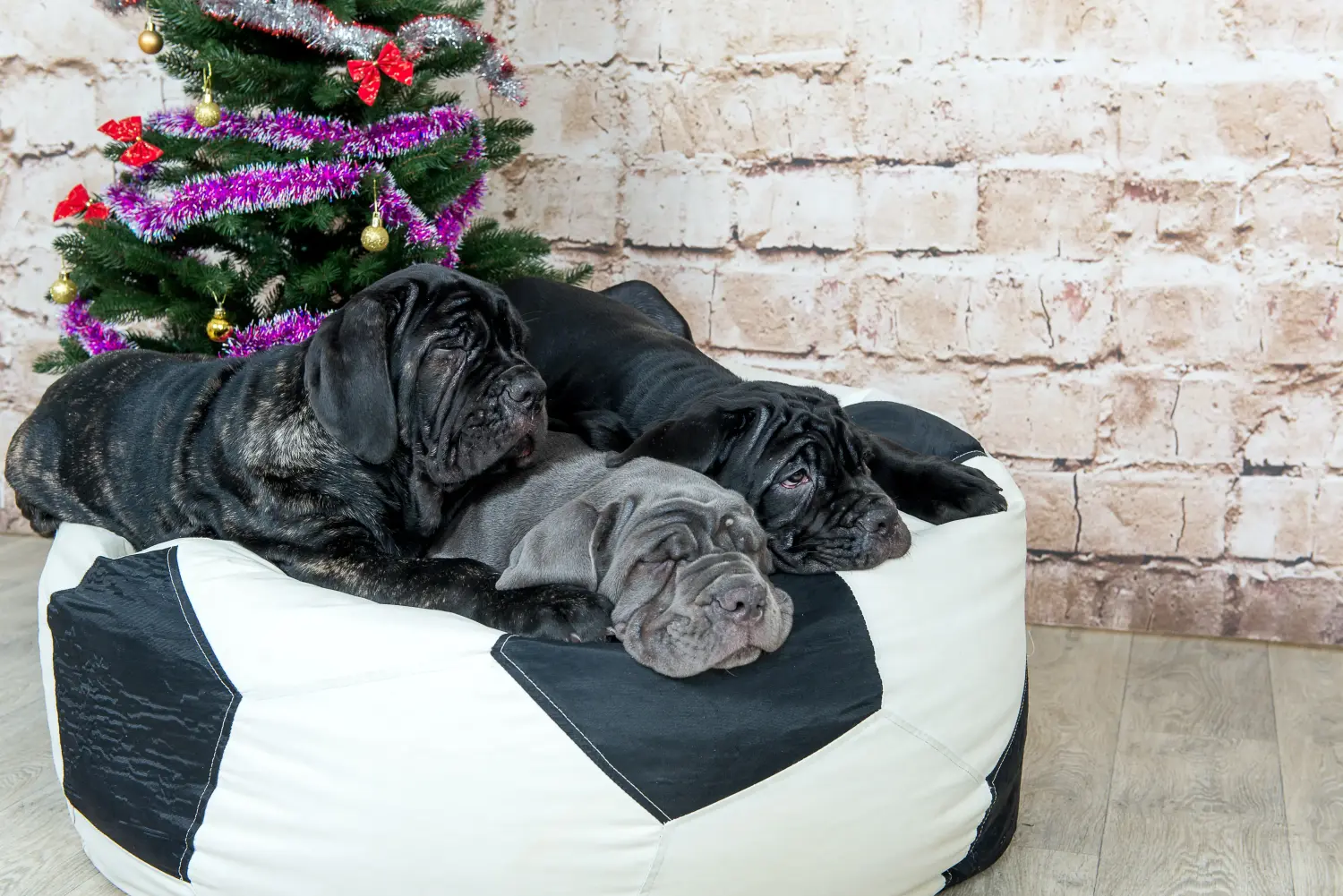 Buying a Mastino Napoletano puppy means taking responsibility! Buy Mastino Napoletano puppies.