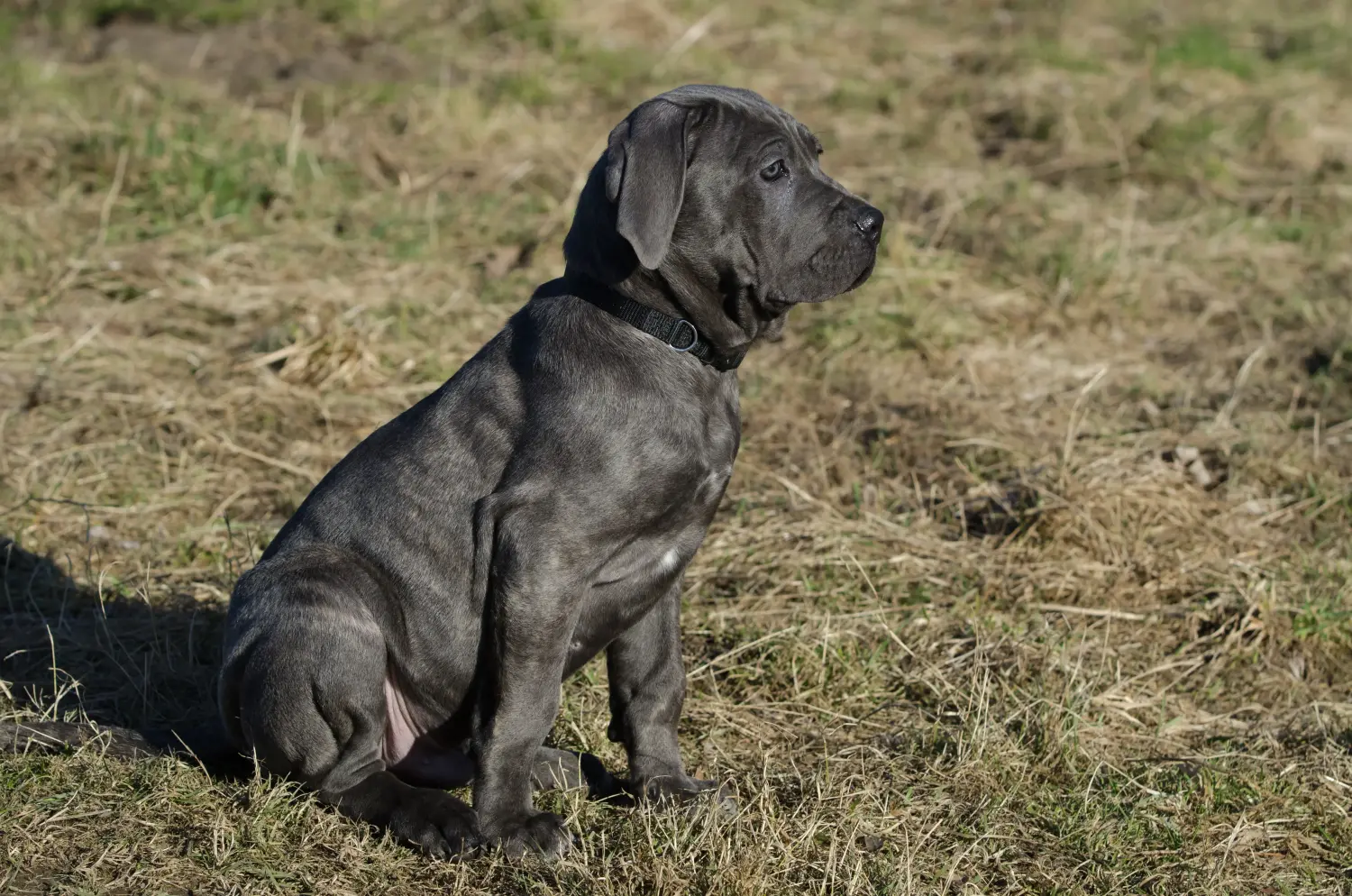 Buying a Mastino Napoletano puppy means taking responsibility! Buy Mastino Napoletano puppies.