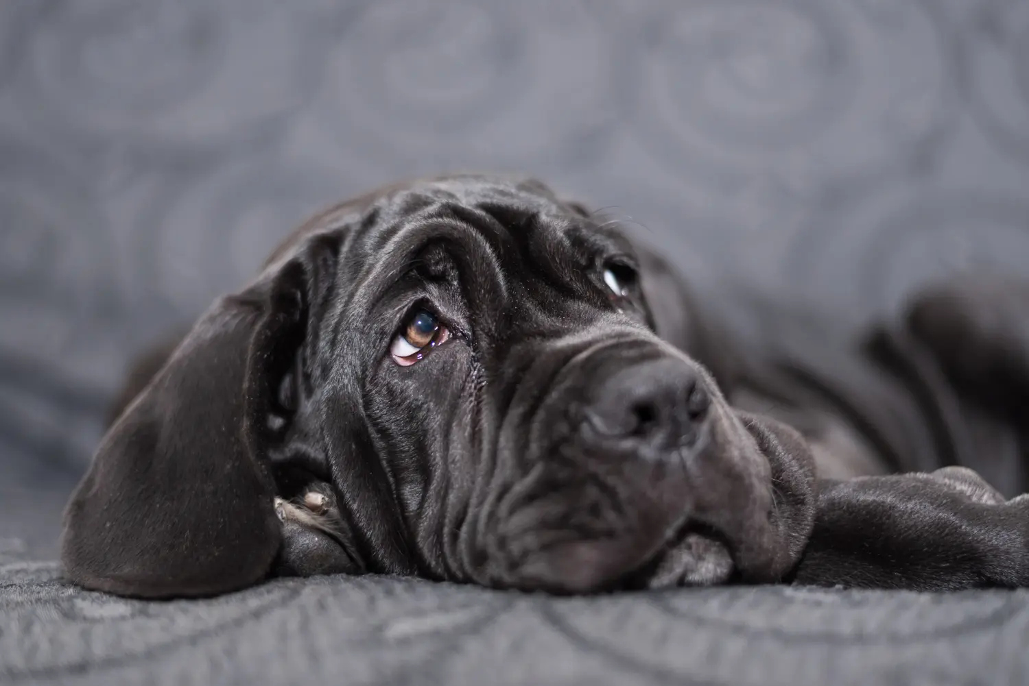 Buying a Mastino Napoletano puppy means taking responsibility! Buy Mastino Napoletano puppies.