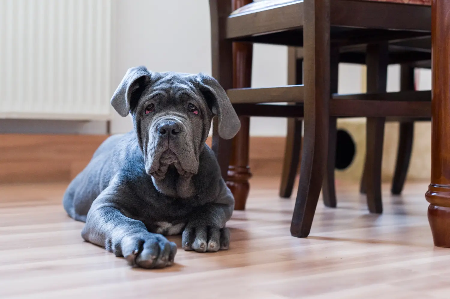 Buying a Mastino Napoletano puppy means taking responsibility! Buy Mastino Napoletano puppies.