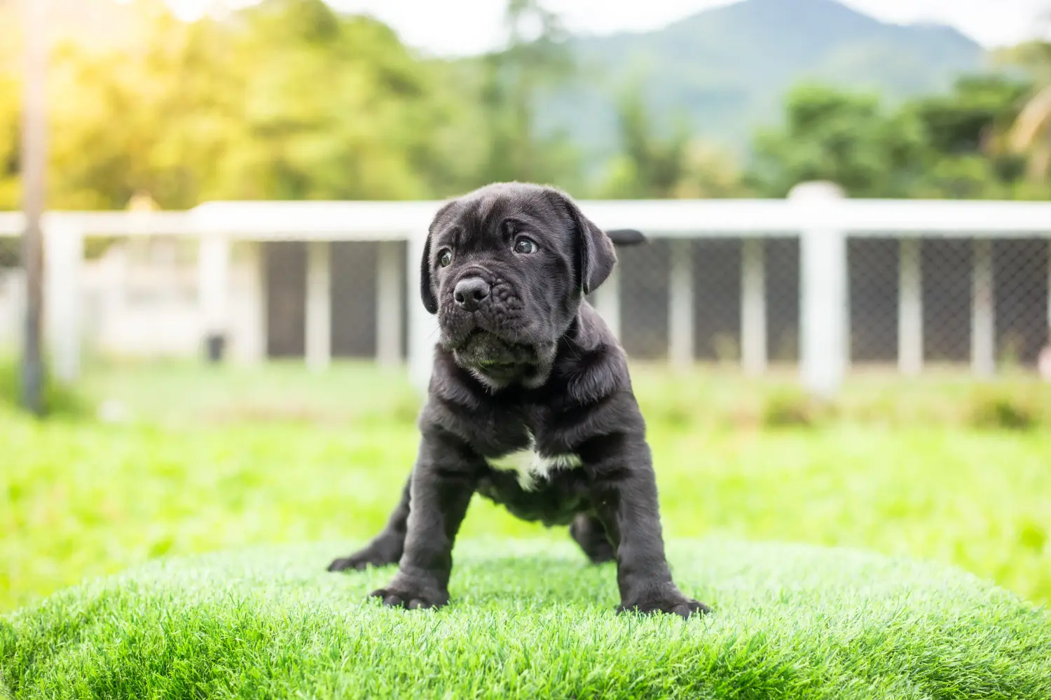 Buying a Mastino Napoletano puppy means taking responsibility! Buy Mastino Napoletano puppies.