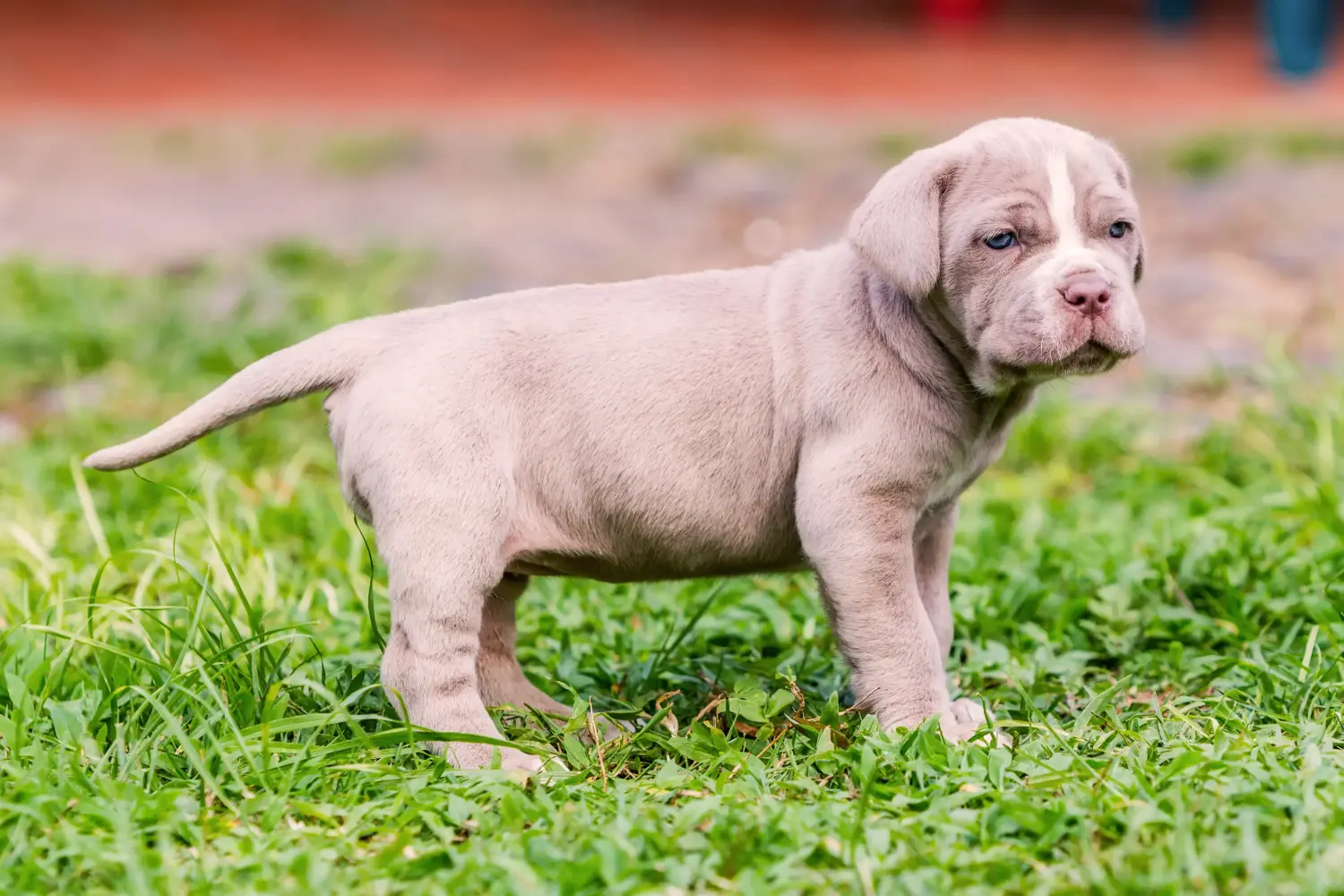 Buying a Mastino Napoletano puppy means taking responsibility! Buy Mastino Napoletano puppies.