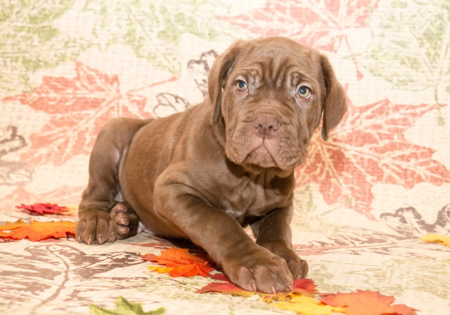 Buying a Mastino Napoletano puppy means taking responsibility! Buy Mastino Napoletano puppies.