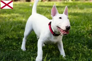 Read more about the article Miniature Bull Terrier breeders and puppies in Alabama