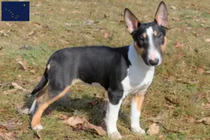 Read more about the article Miniature Bull Terrier breeders and puppies in Alaska